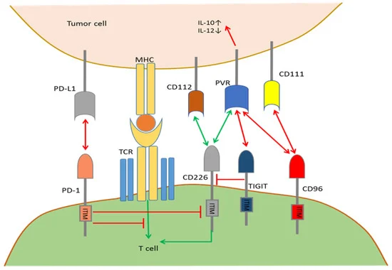 Mutual regulation by the PD-1/CD226/TIGIT/CD96 pathways.